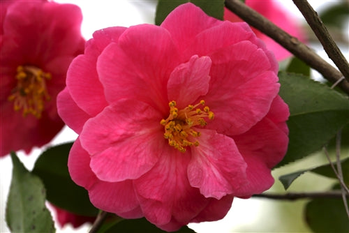 Camellia x 'Christmas Rose'