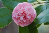 Camellia japonica 'Debutante' at Camellia Forest Nursery