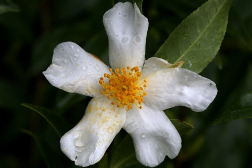 Camellia fluviatiles at Camellia Forest Nursery