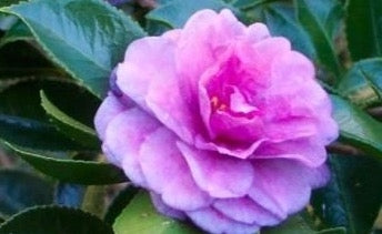 Camellia sasanqua 'Green's Blues' at Camellia Forest Nursery