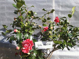 Camellia japonica 'Governor Mouton' at Camellia Forest Nursery