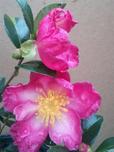 Camellia sasanqua 'Hana-nana' at Camellia Forest Nursery
