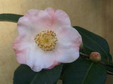Camellia x 'Japanese Fantasy'