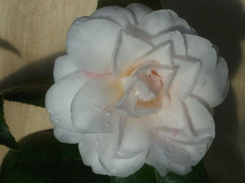 Camellia japonica 'Jean's Unsurpassable' at Camellia Forest Nursery