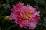 Camellia japonica 'Kick-Off' at Camellia Forest Nursery