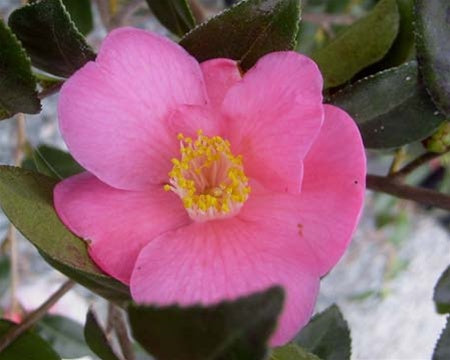 Camellia 'Koto-no-kaori'
