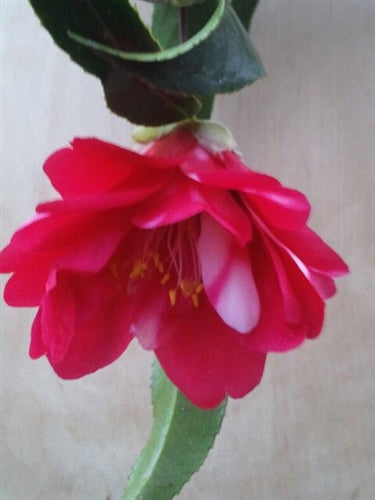 Camellia japonica 'Kujaku-tsubaki' at Camellia Forest Nursery