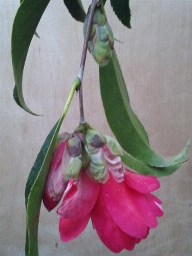 Camellia japonica 'Kujaku-tsubaki' at Camellia Forest Nursery