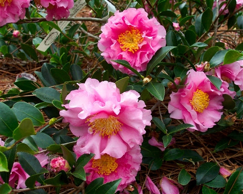 Camellia sasanqua October Magic® Carpet at Camellia Forest Nursery