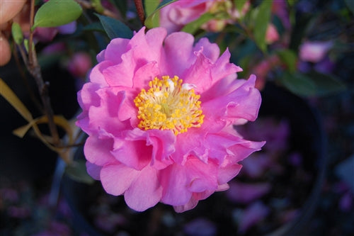 Camellia sasanqua October Magic® Carpet at Camellia Forest Nursery