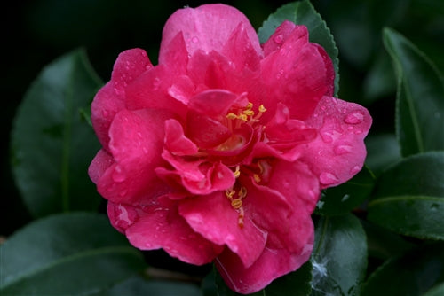 Camellia sasanqua October Magic® Rose at Camellia Forest Nursery
