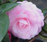 Camellia japonica 'Pink Perfection' at Camellia Forest Nursery