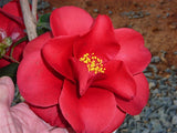 Camellia japonica 'Royal Velvet' at Camellia Forest Nursery