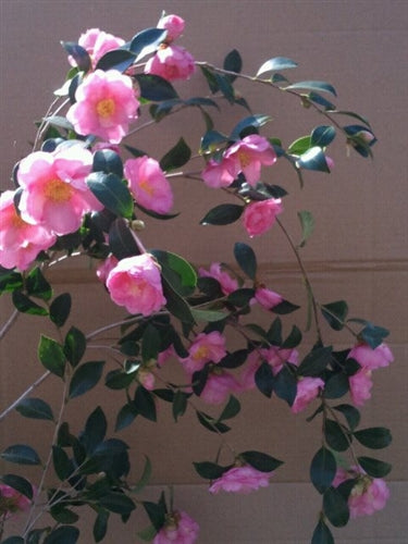 Camellia sasanqua 'Seventh Desire' at Camellia Forest Nursery