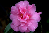 Camellia sasanqua 'Showa-no-sakae' at Camellia Forest Nursery