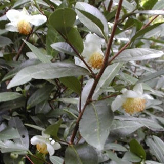 Camellia sinensis var. sinensis "Small Leaf" at Camellia Forest Nursery