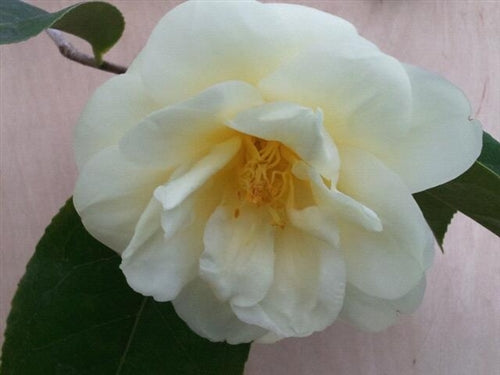 Camellia x 'Solstice'
