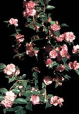 Camellia x 'Spring Awakening'