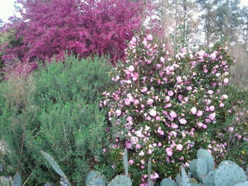 Camellia x 'Taylor's Perfection'