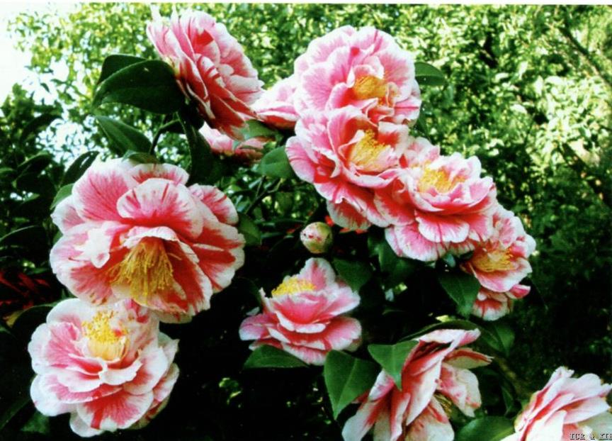 Camellia japonica 'Carter's Sunburst Blush'