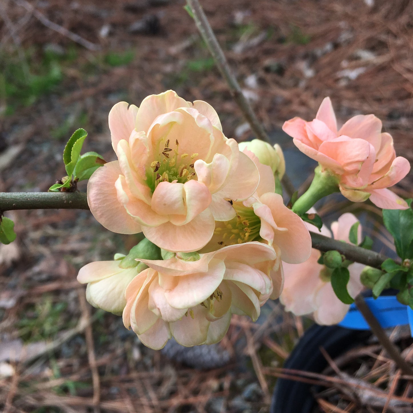 Chaenomeles × superba 'Cameo'