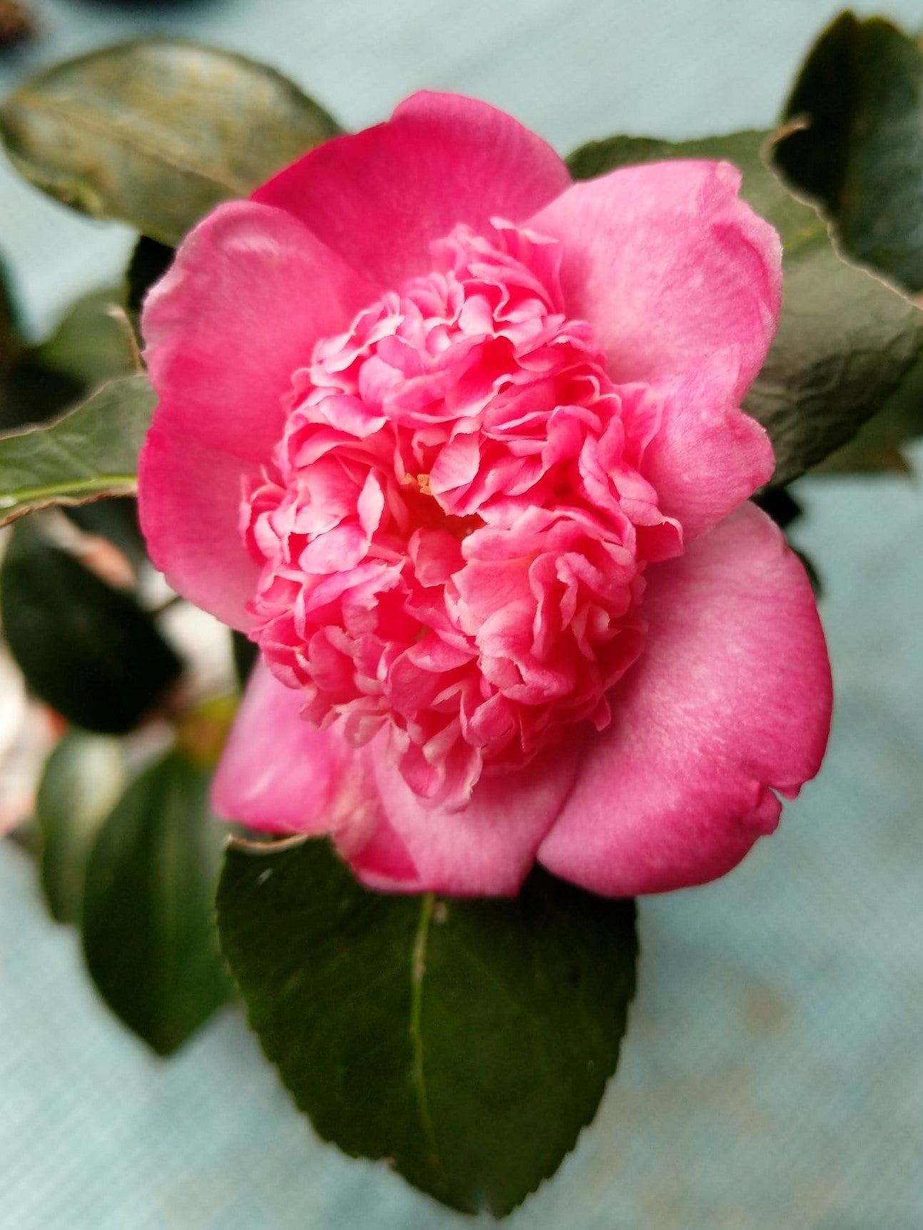 Camellia sasanqua 'Chojiguruma' at Camellia Forest Nursery. Fall blooming, pink.