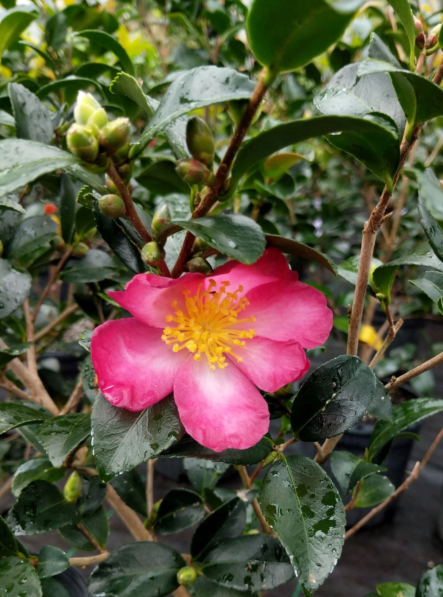 Camellia sasanqua 'Hana-nana' at Camellia Forest Nursery