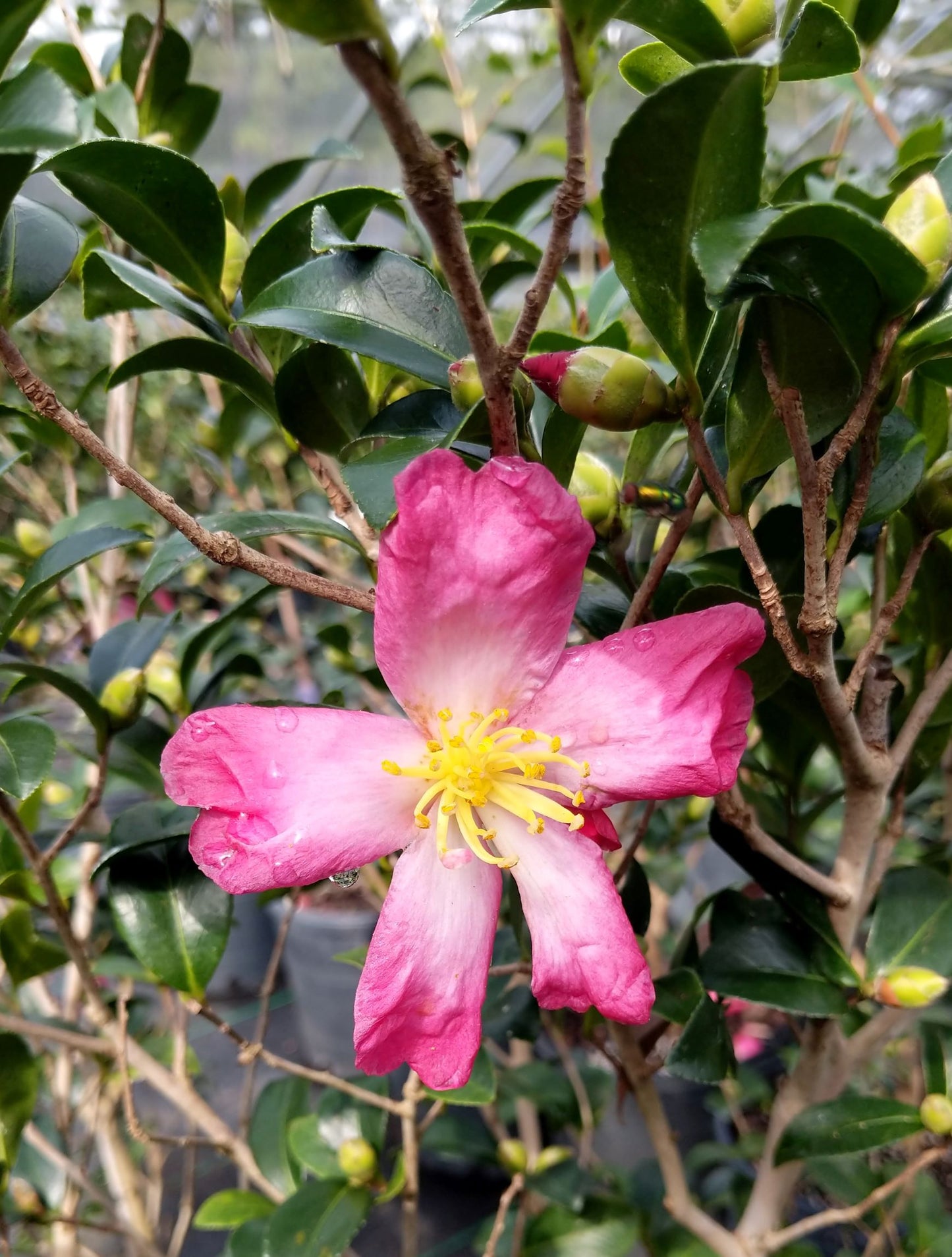 Camellia sasanqua 'Hana-nana' at Camellia Forest Nursery