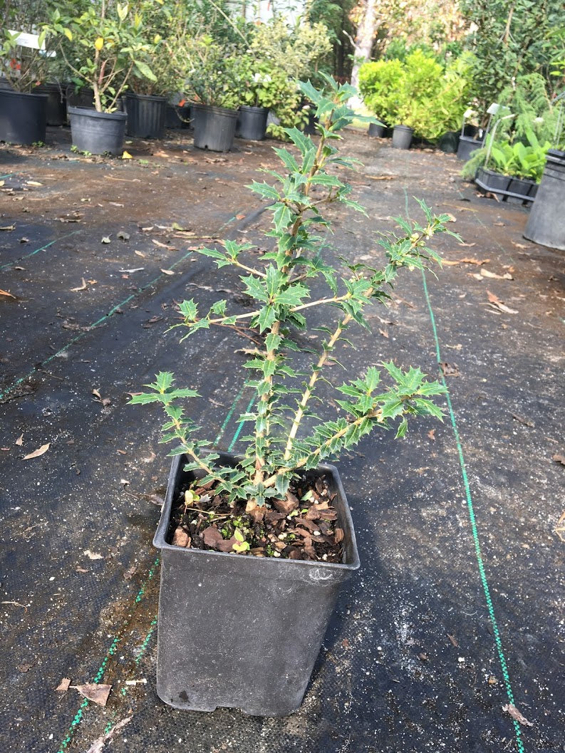 Osmanthus heterophyllus 'Kaori Hime'