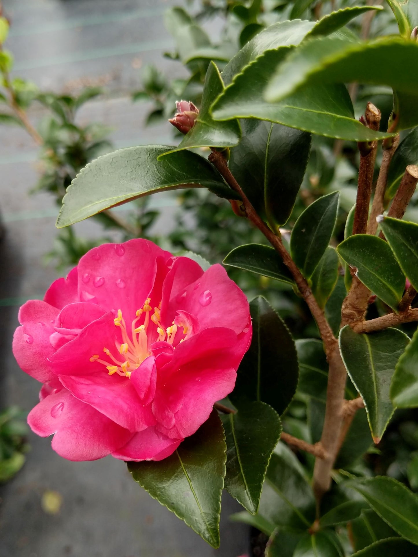 Camellia sasanqua October Magic® Rose at Camellia Forest Nursery