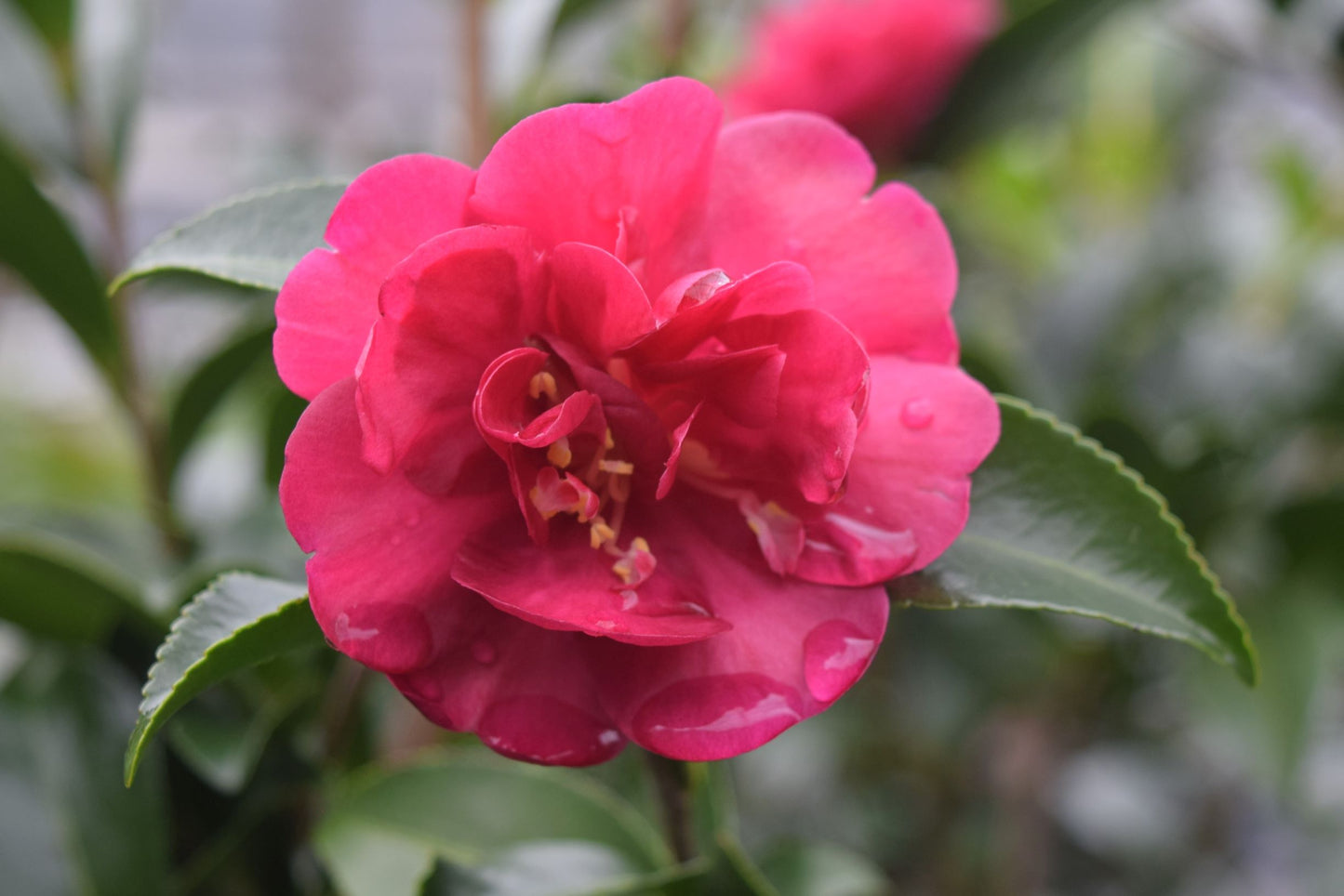 Camellia sasanqua October Magic® Rose at Camellia Forest Nursery