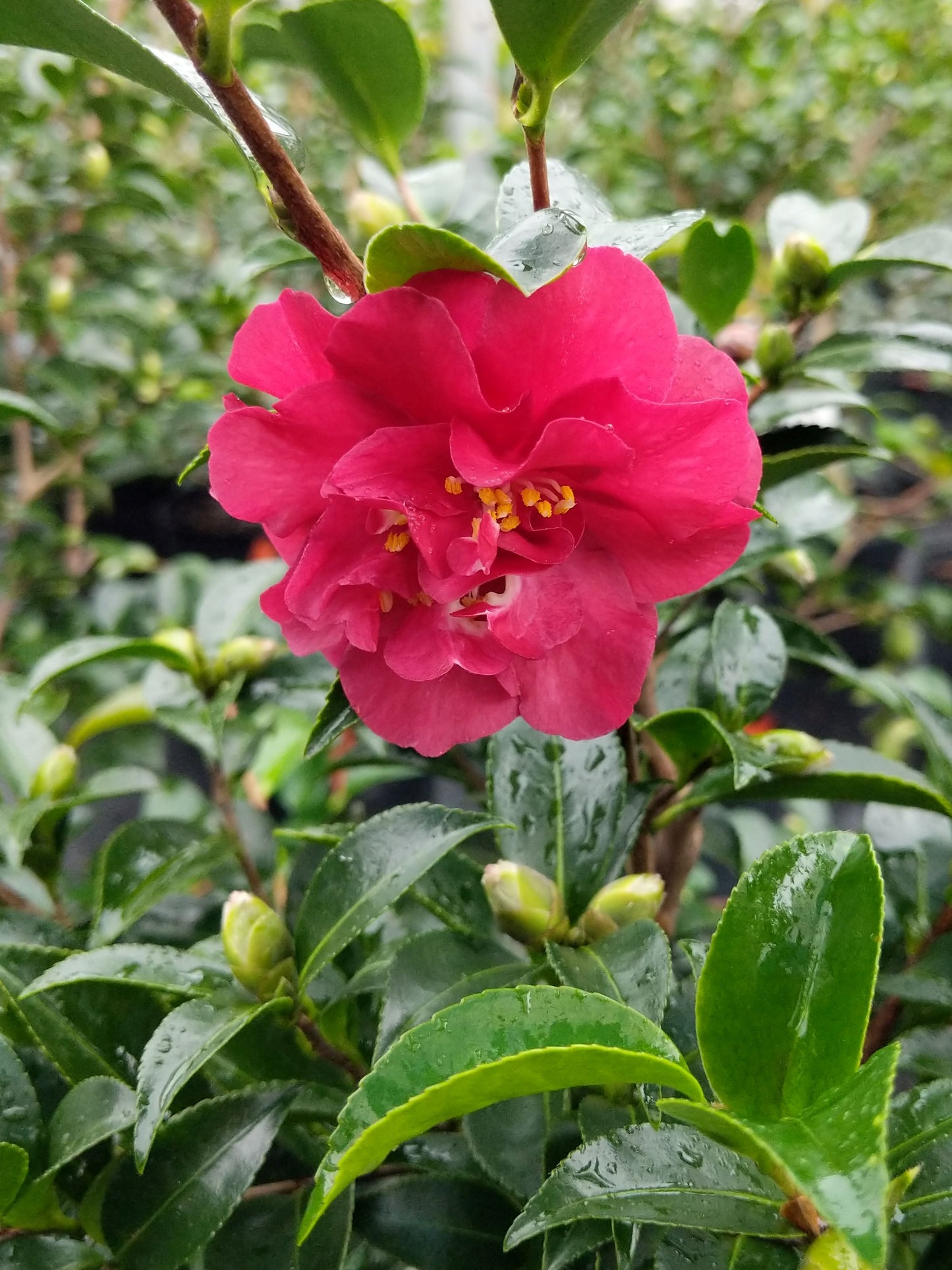 Camellia sasanqua October Magic® Ruby at Camellia Forest Nursery