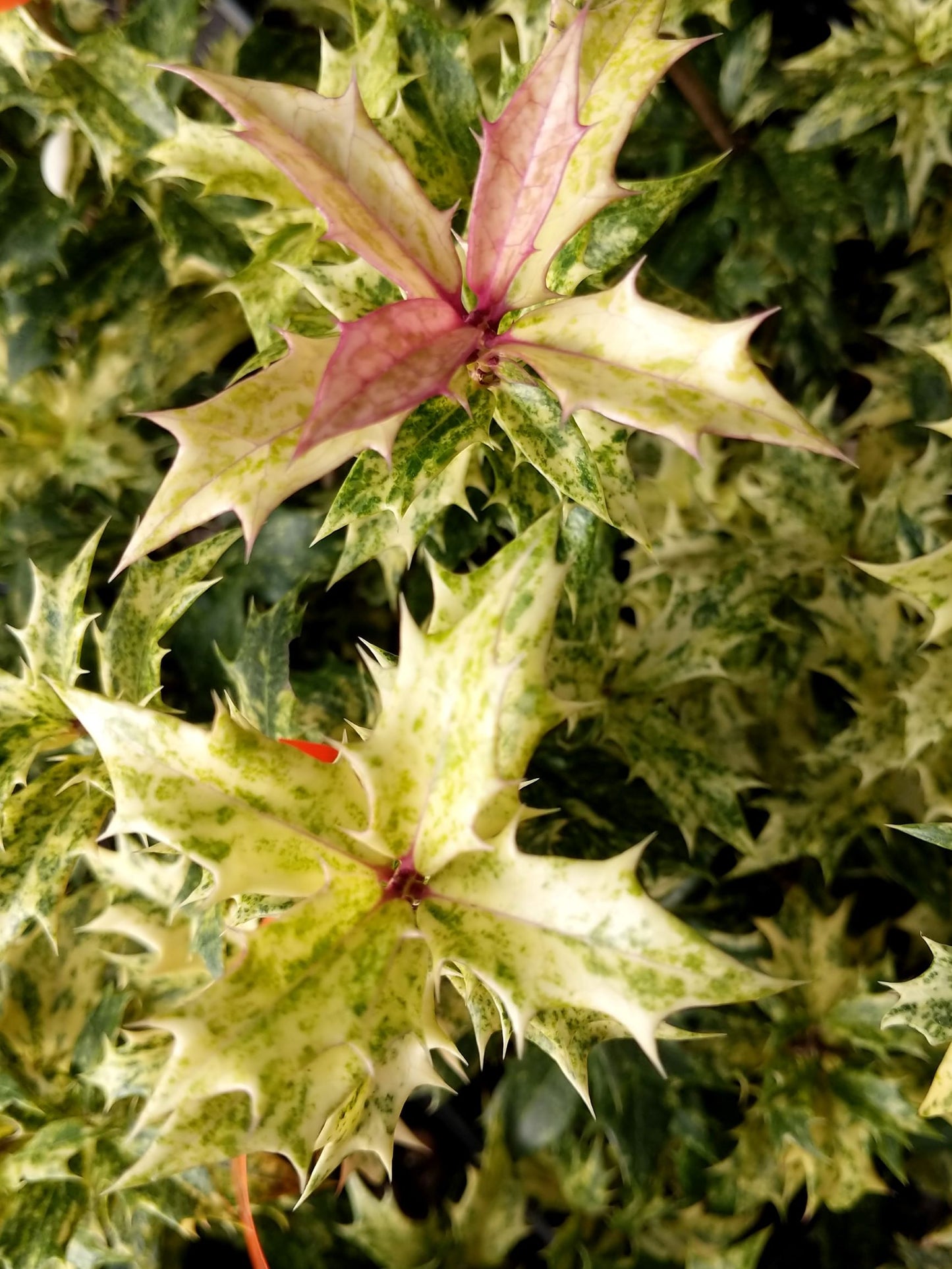 Osmanthus heterophyllus 'Goshiki'