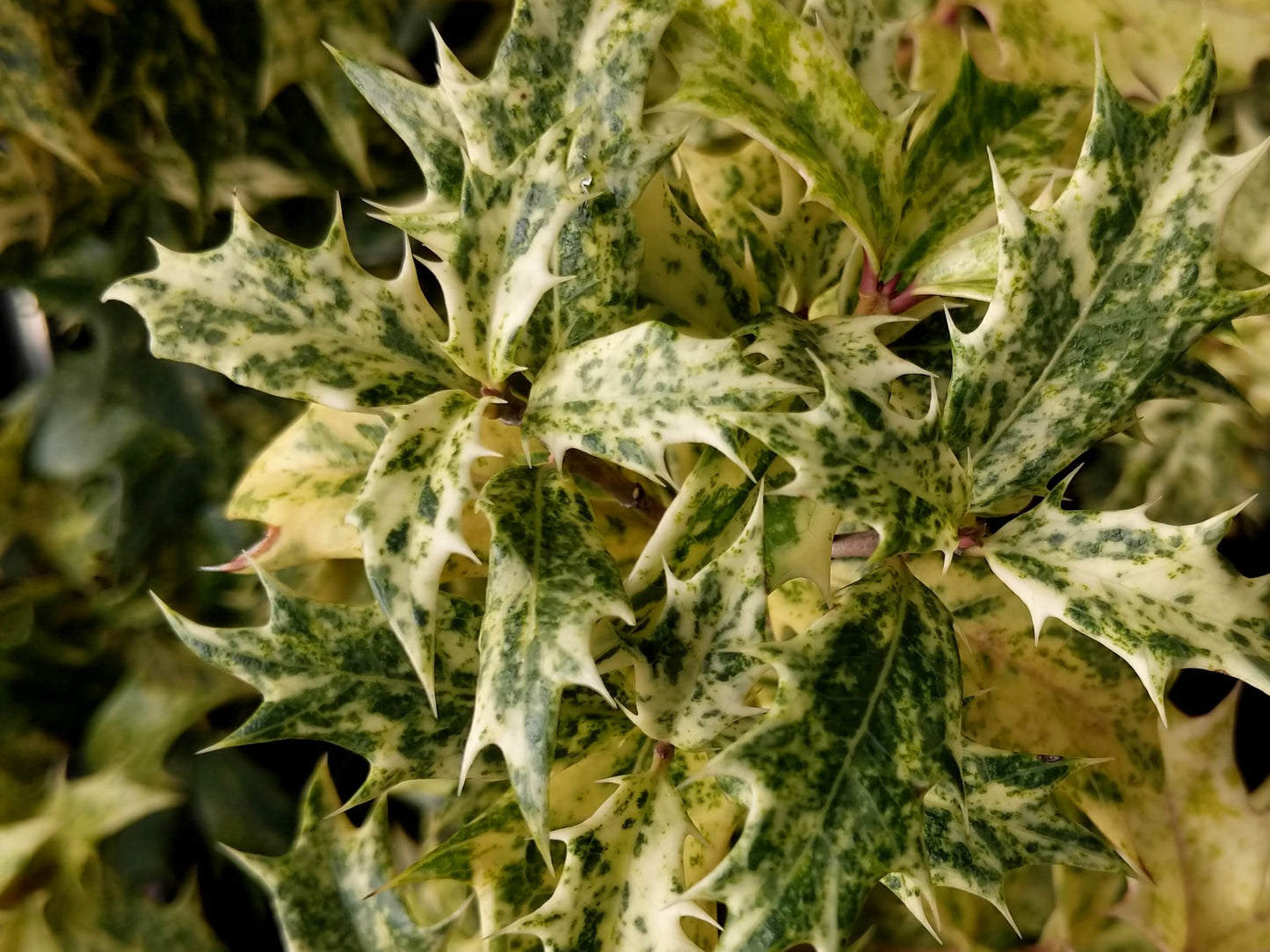 Osmanthus heterophyllus 'Goshiki'