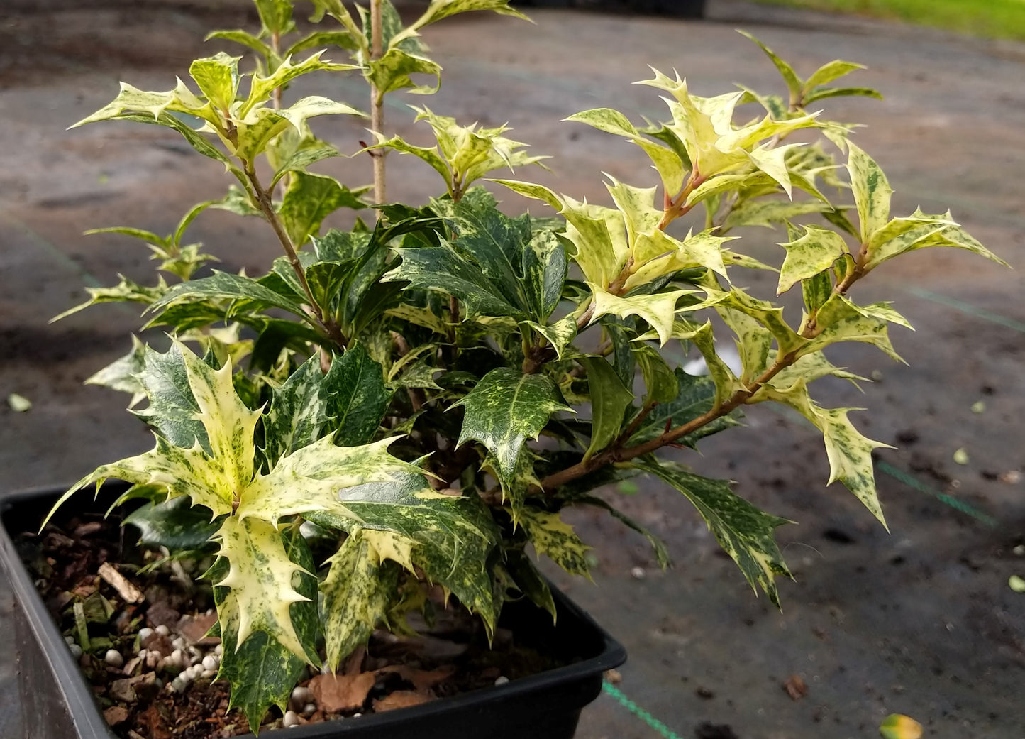 Osmanthus heterophyllus 'Goshiki'