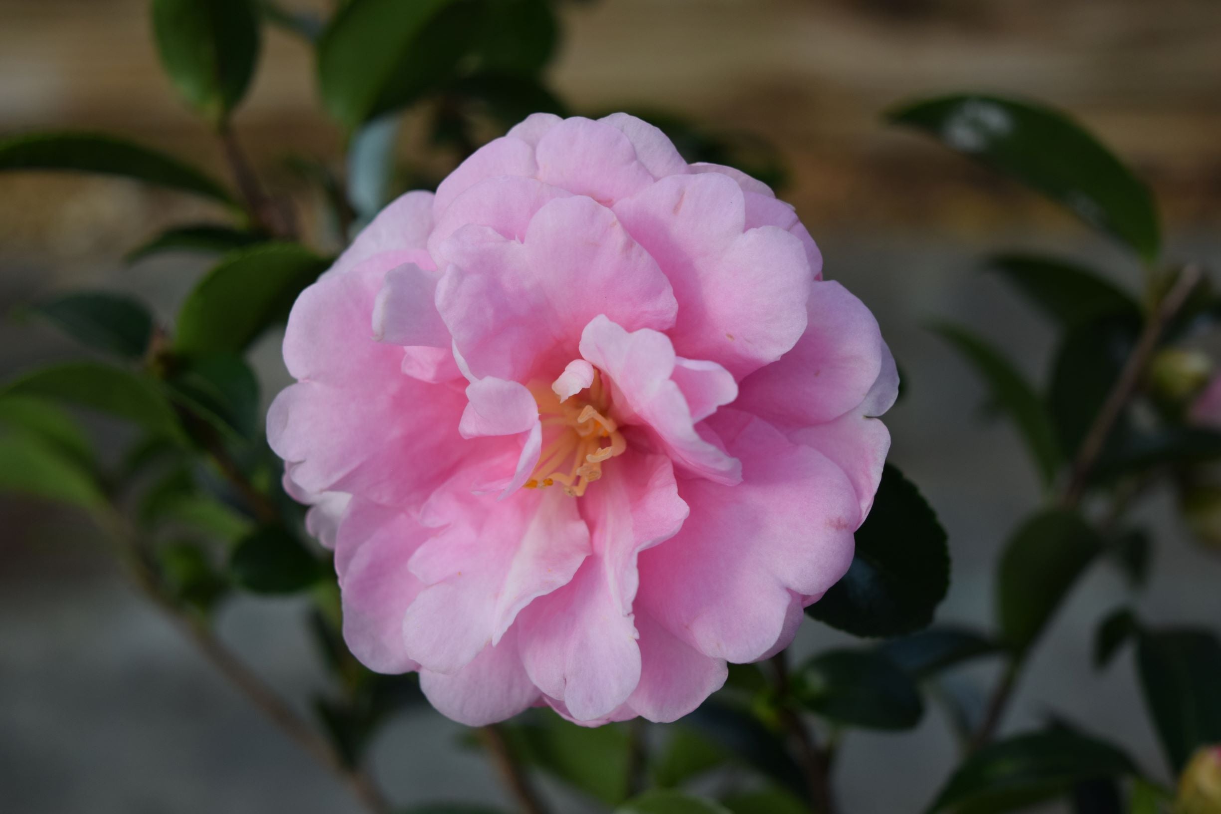 Camellia sasanqua 'Otome-sazanka' – Camellia Forest Nursery