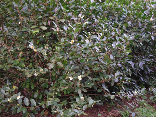 Camellia sinensis var. sinensis "Small Leaf" at Camellia Forest Nursery