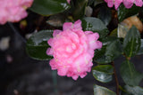 Camellia sasanqua 'Strawberry Limeade'