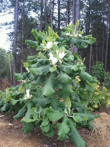 Magnolia macrophylla var asheii