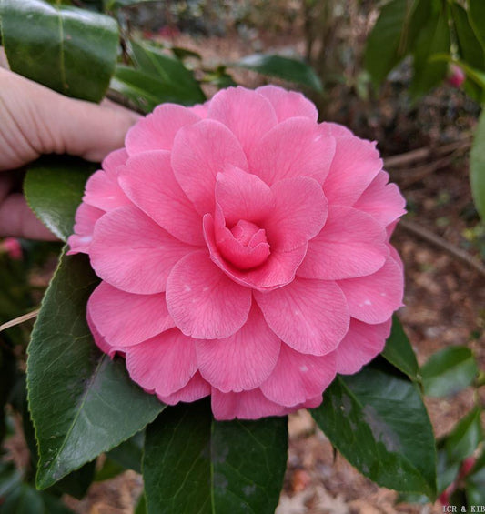Camellia japonica 'Veiled Beauty var.'