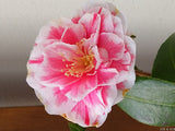 Camellia japonica 'Yours Truly'