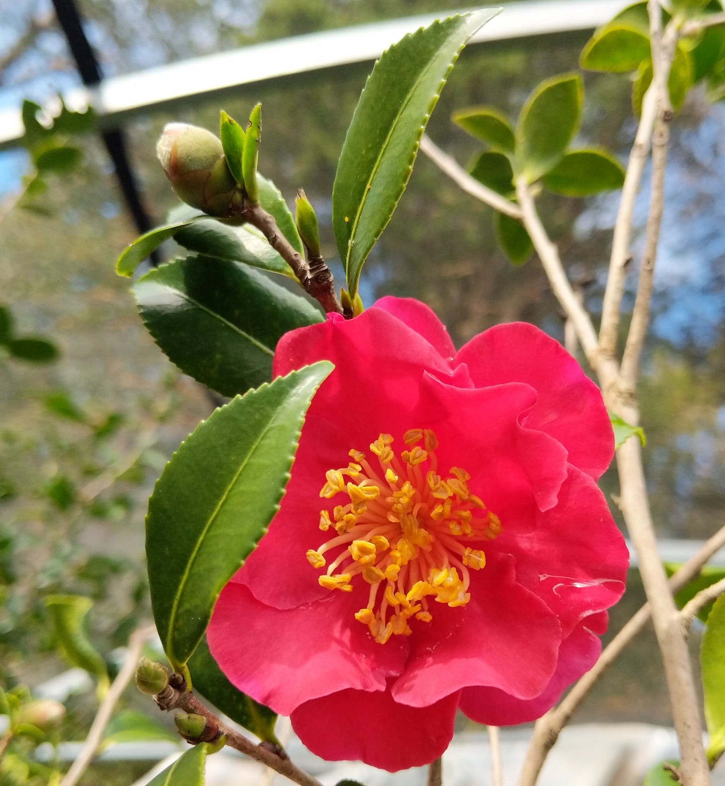 Camellia sasanqua 'Yuletide Spirit'