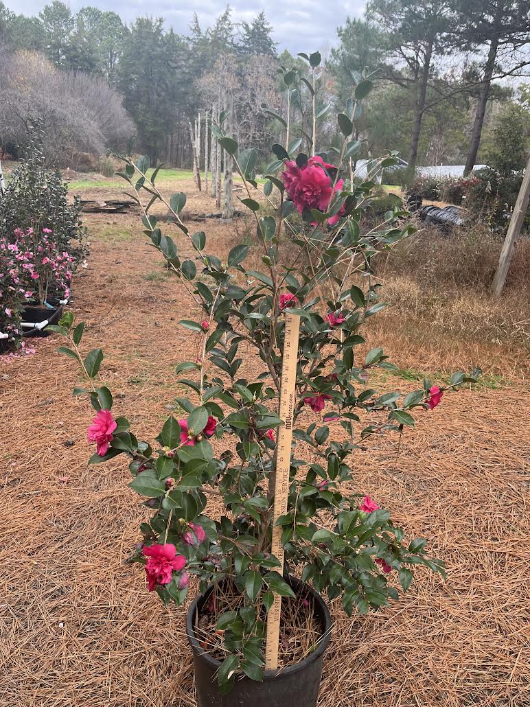 Camellia sasanqua Alabama Beauty™ 7 gallon to ship