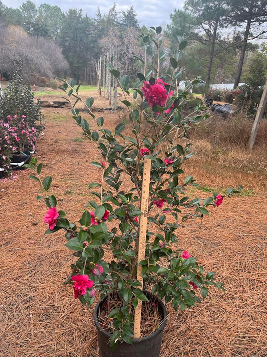 Camellia sasanqua Alabama Beauty™ 7 gallon to ship