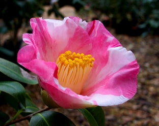 Camellia japonica 'Asian Artistry'