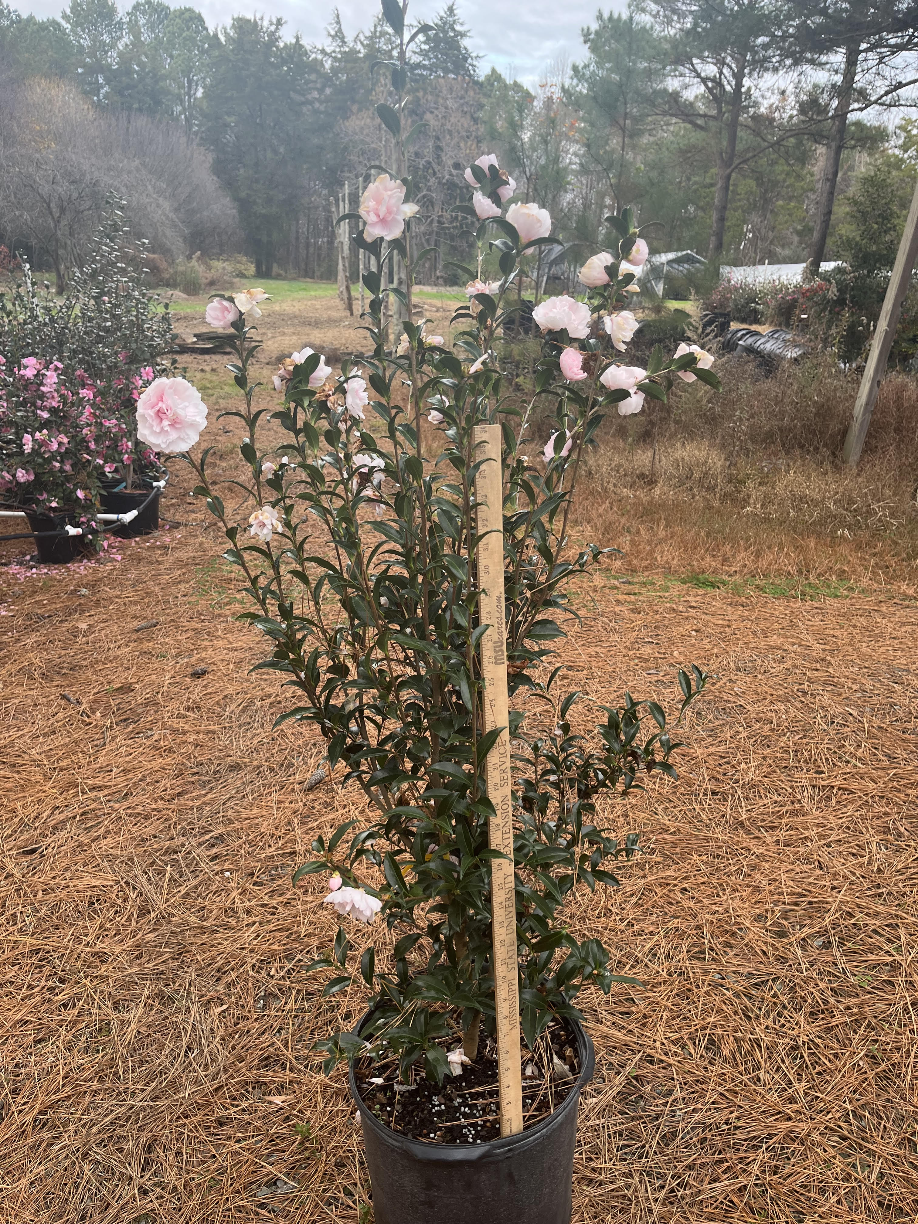 トンカチストア 花瓶 Camelia(small) 陶器特集】リサ・ラーソンの花瓶の代表作が再入荷。 | 株式会社