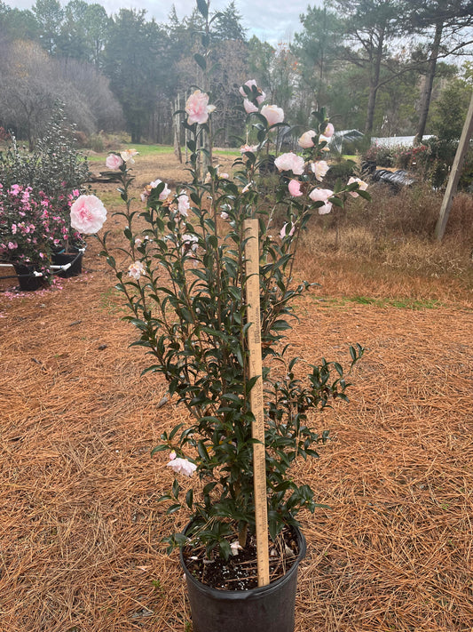 Camellia sasanqua 'Autumn Sentinel' 7 gallon to ship