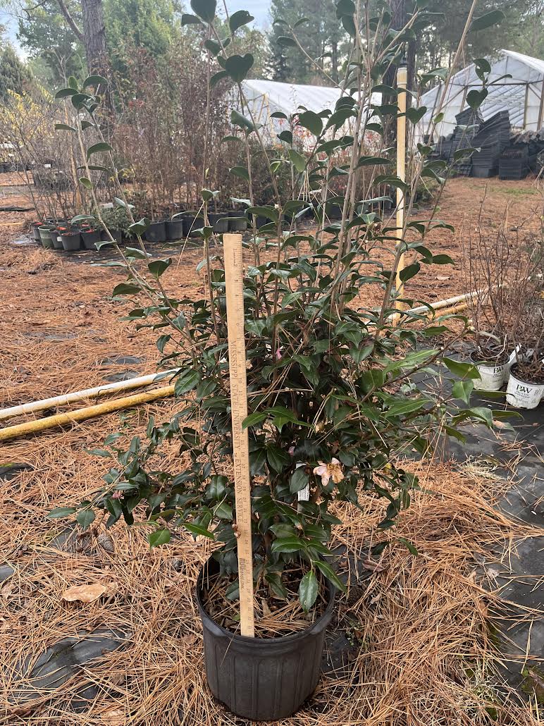 Camellia sasanqua 'Autumn Sunrise' 7 gallon to ship