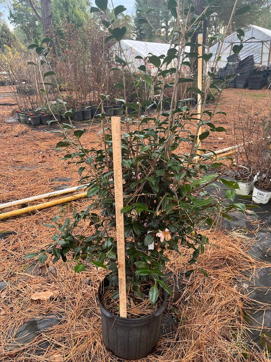 Camellia sasanqua 'Autumn Sunrise' 7 gallon to ship