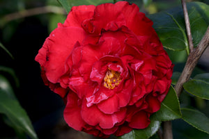 Camellia japonica 'Blood of China'